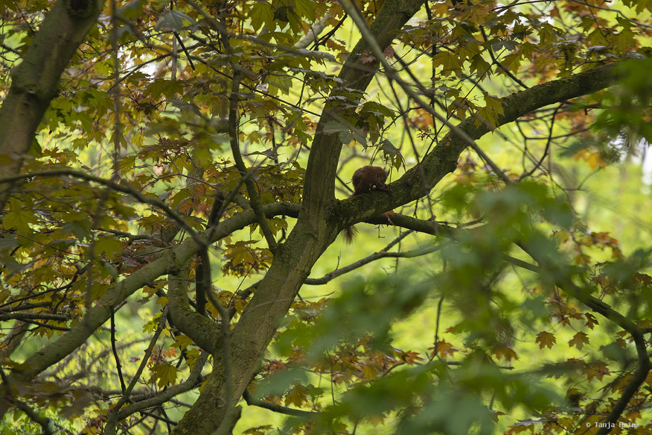 City Nature Challenge