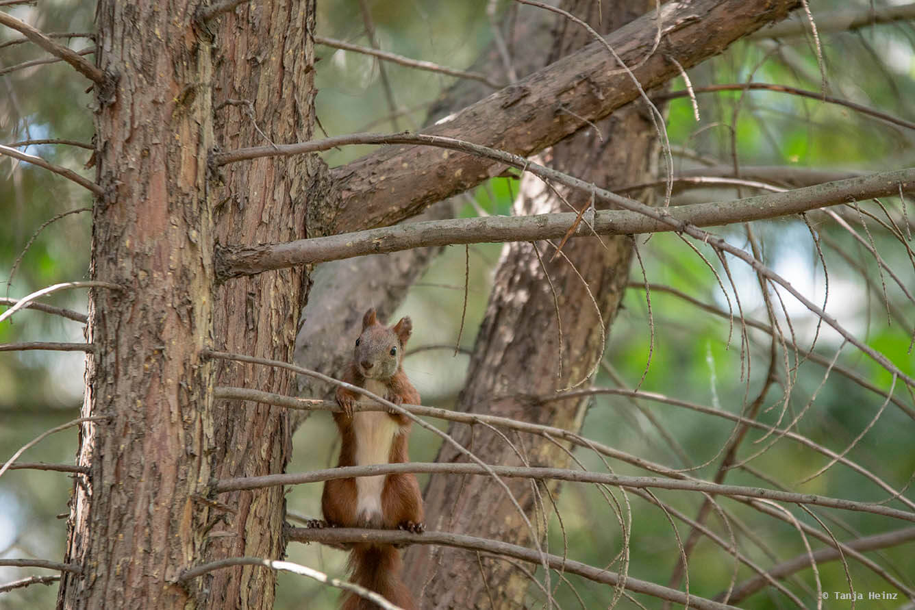 nachtigall-in-berlin
