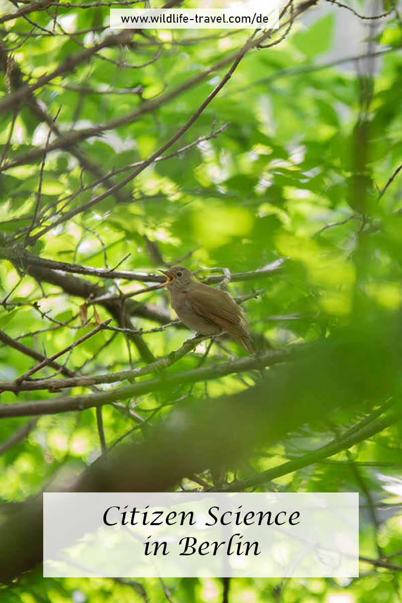 nachtigall-in-berlin