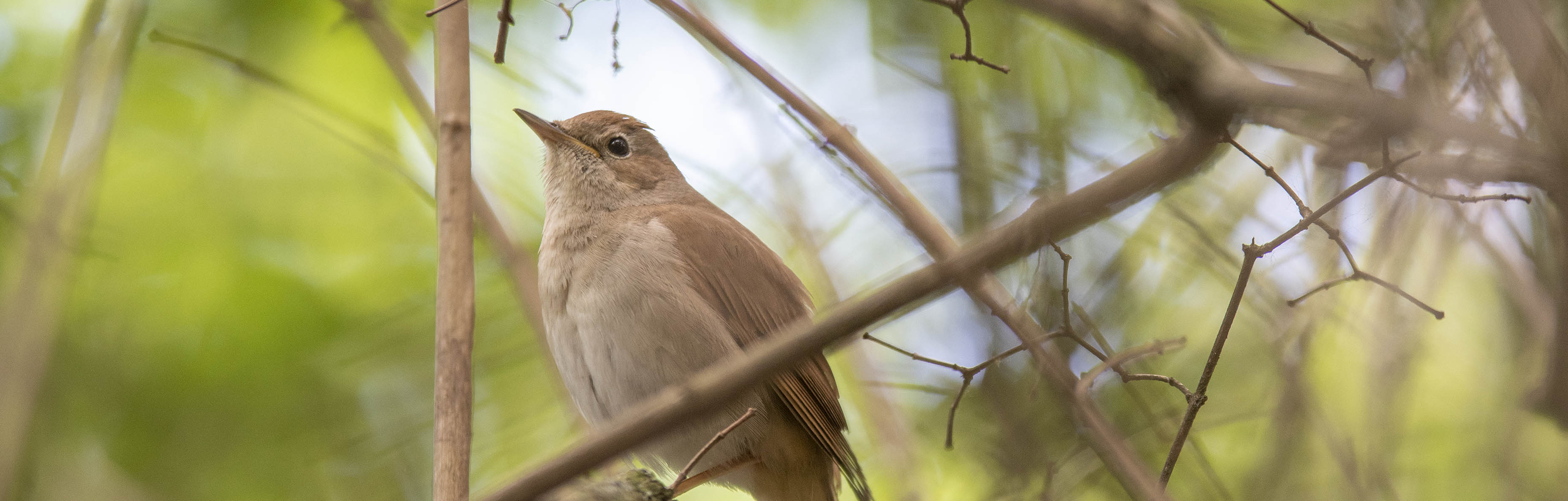 the male bird is the Bluethroat Nightingale sings to attract the