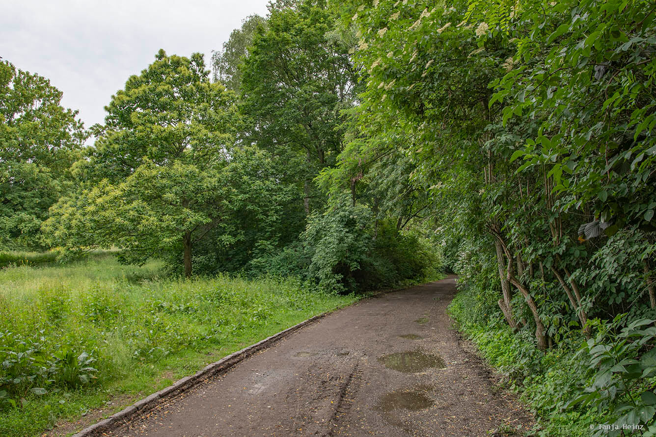 nachtigall-in-berlin