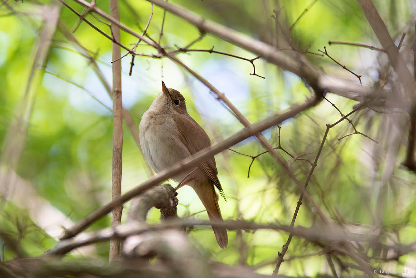 The common nightingale in Berlin