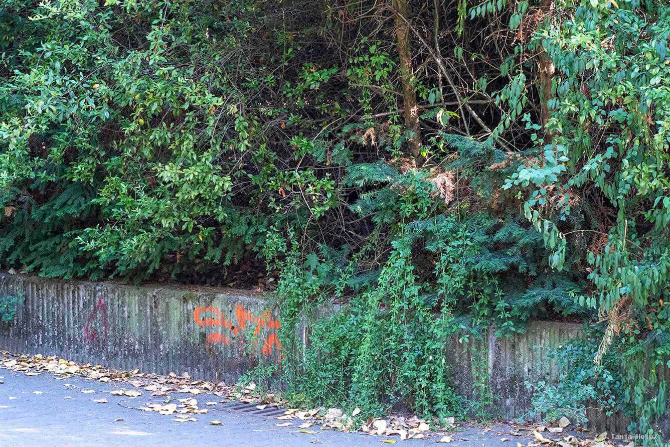 nachtigall-in-berlin