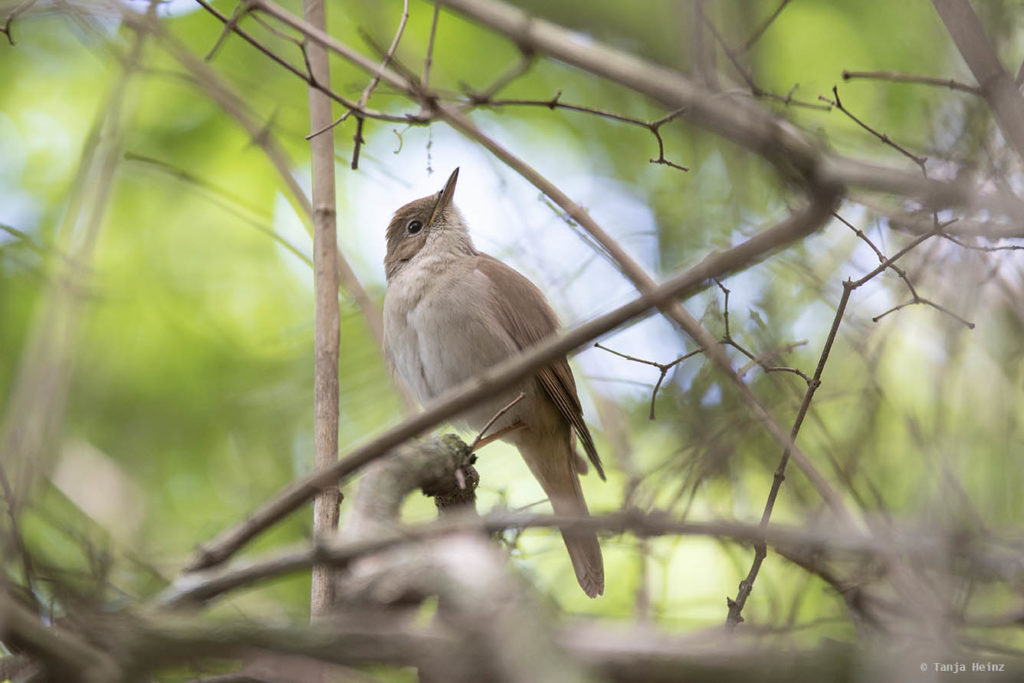 common nightingale