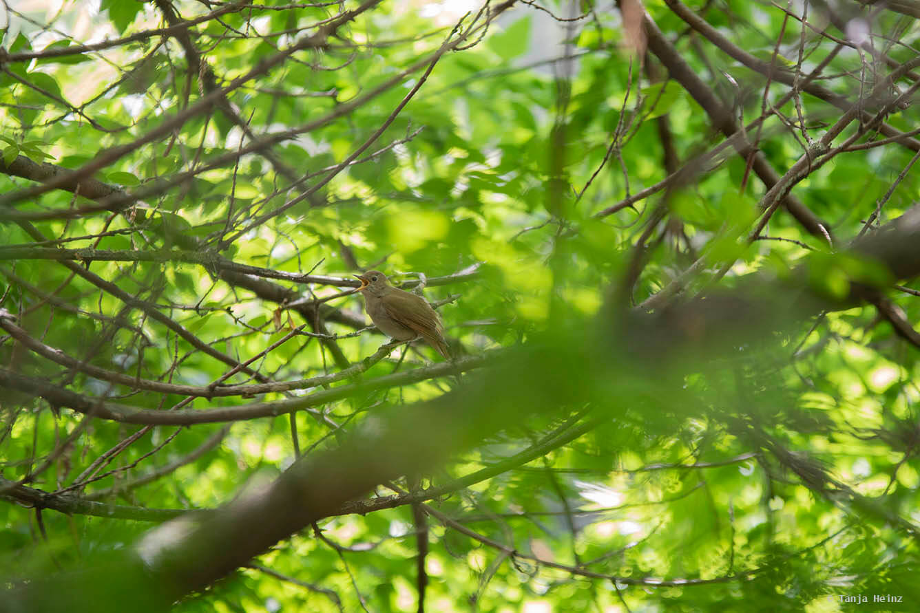 nachtigall-in-berlin