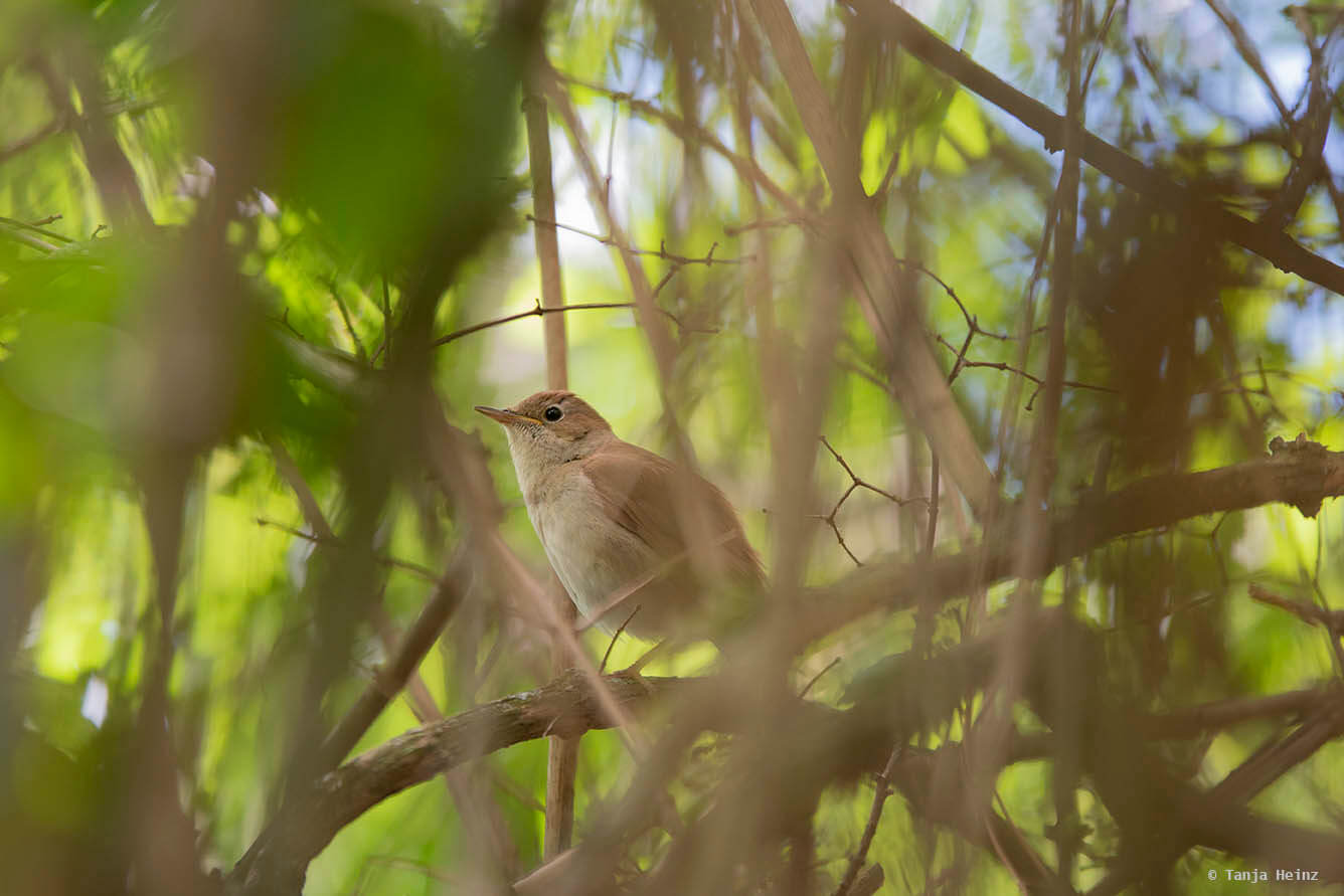 nachtigall-in-berlin