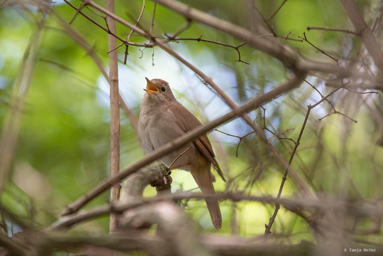 nachtigall-in-berlin