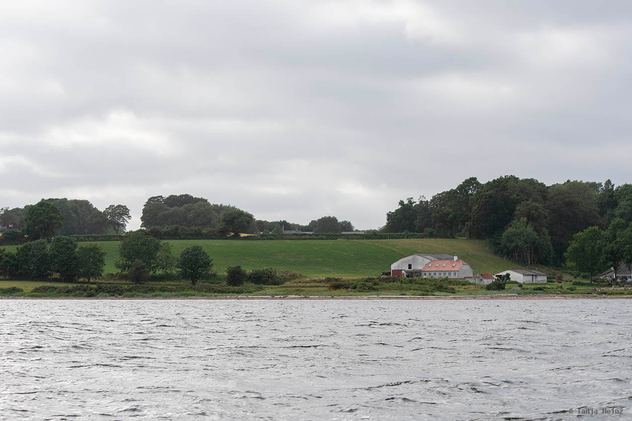 Schweinswale in der Flensburger Förde
