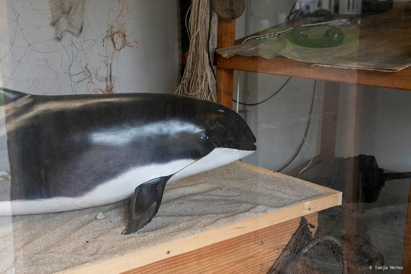 Schweinswal in Vitrine