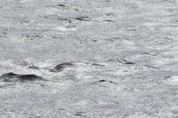 harbor-porpoises