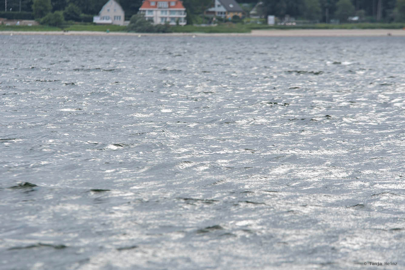 Schweinswale unter Wasser