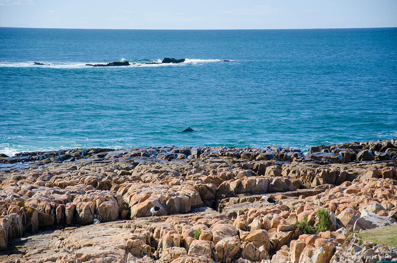 Buckelwale in Südafrika