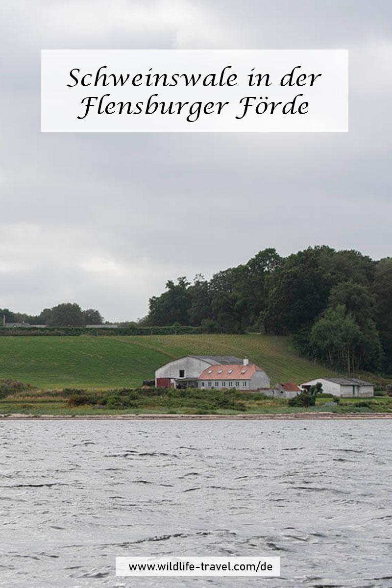 Schweinswale