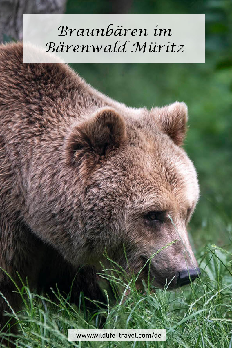 Braunbär