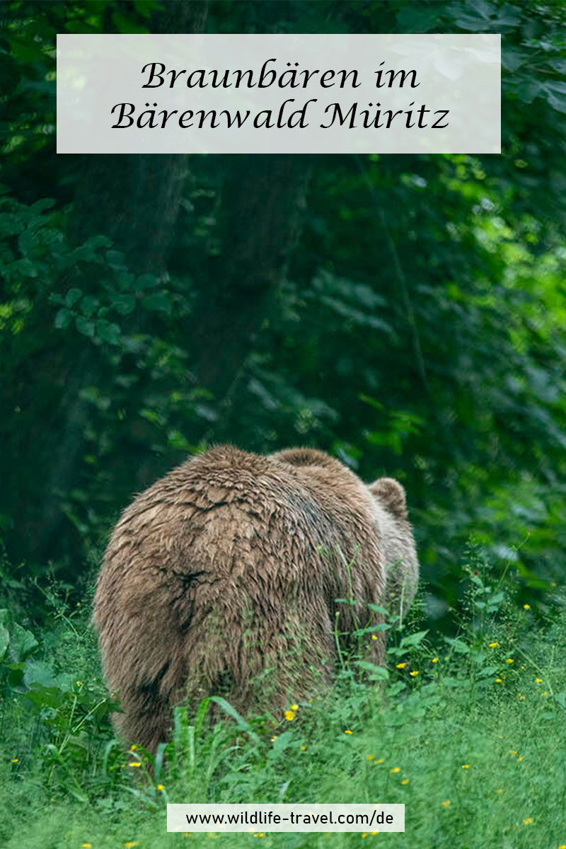Braunbär