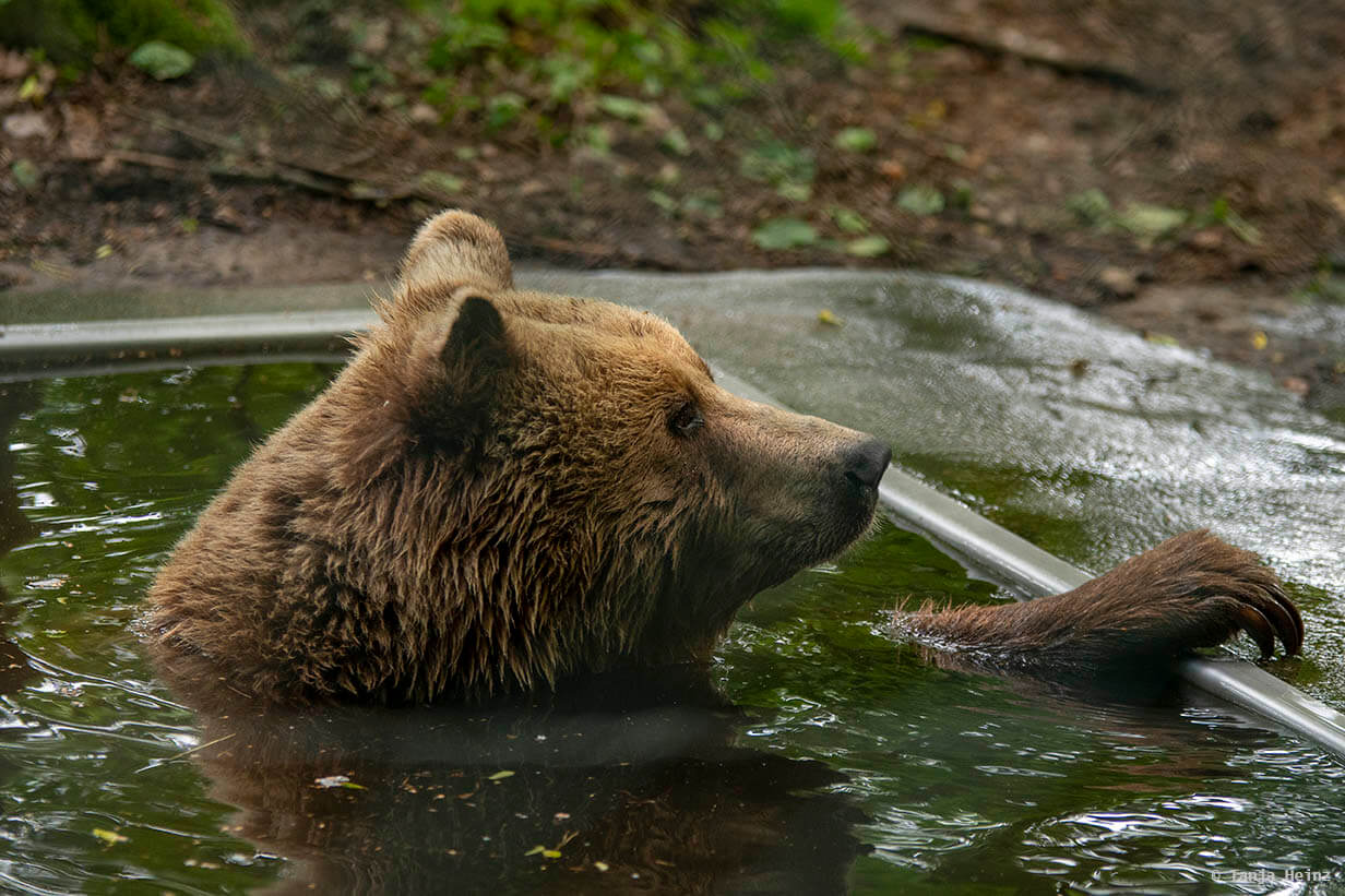Bär im Bärenwald