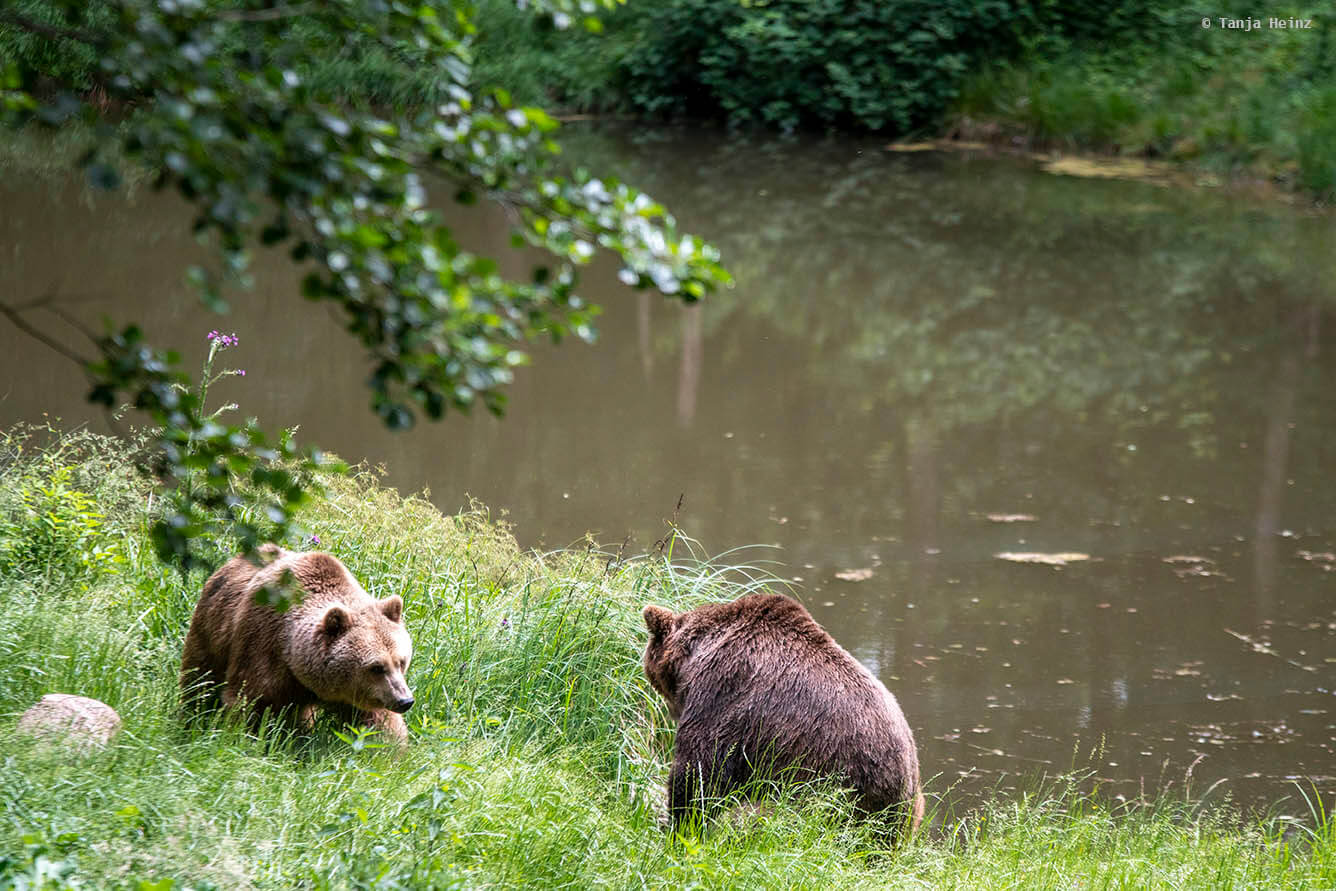 Braunbären im Gras