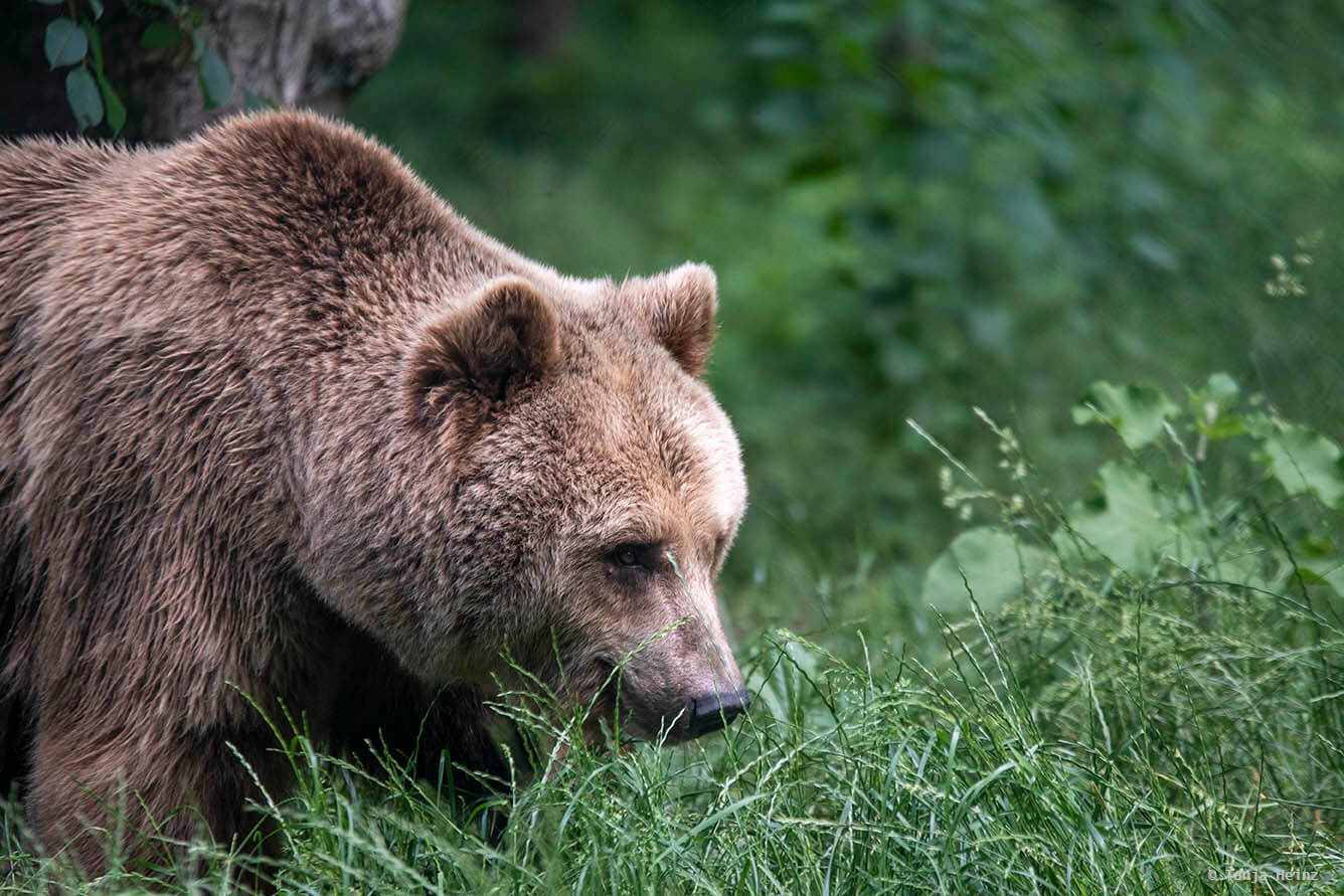 Braunbären im Bärenwald