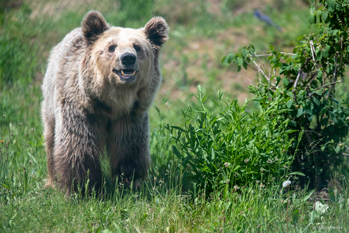 Braunbär im Bärenwaldy