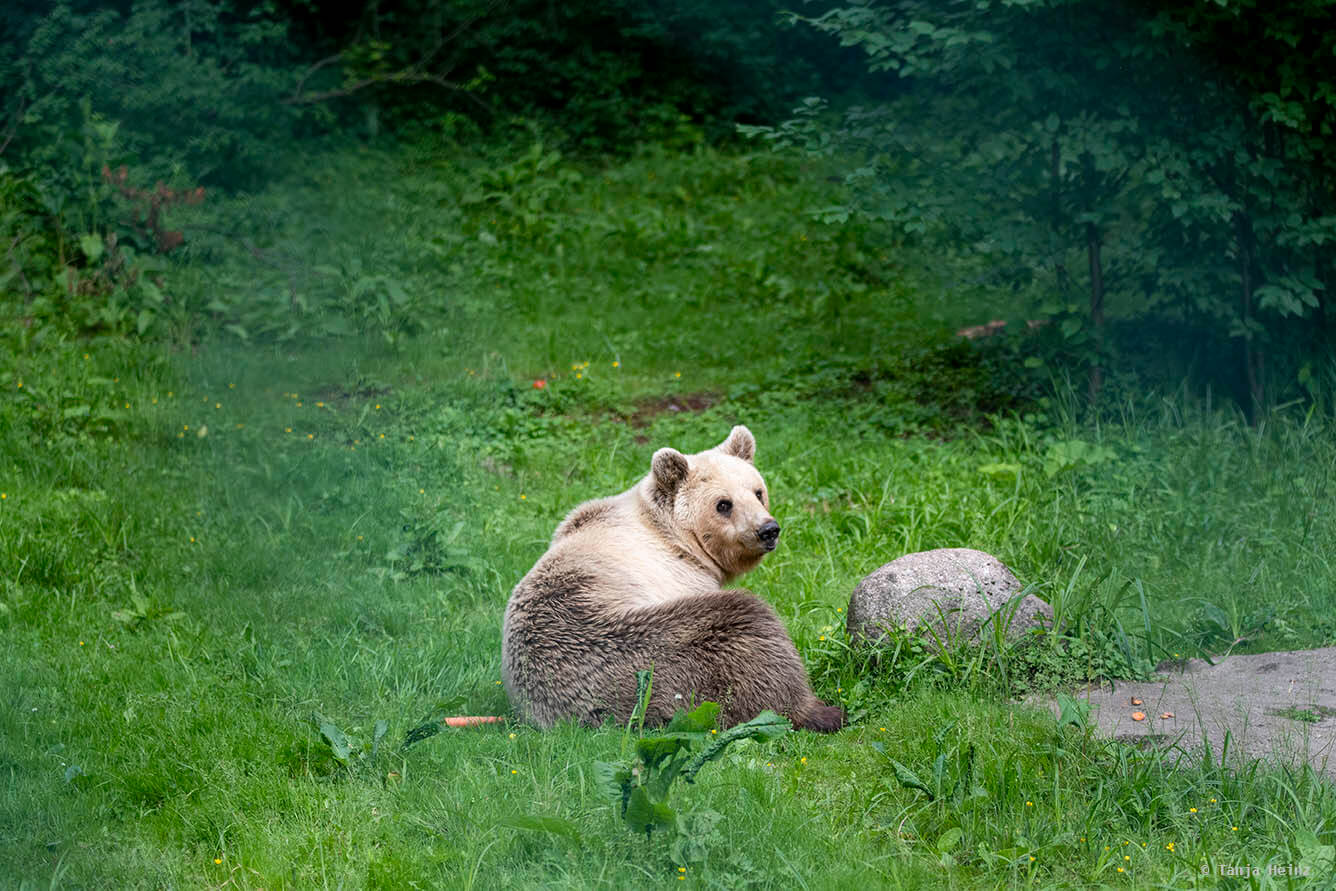 Braunbär im Bärenwald