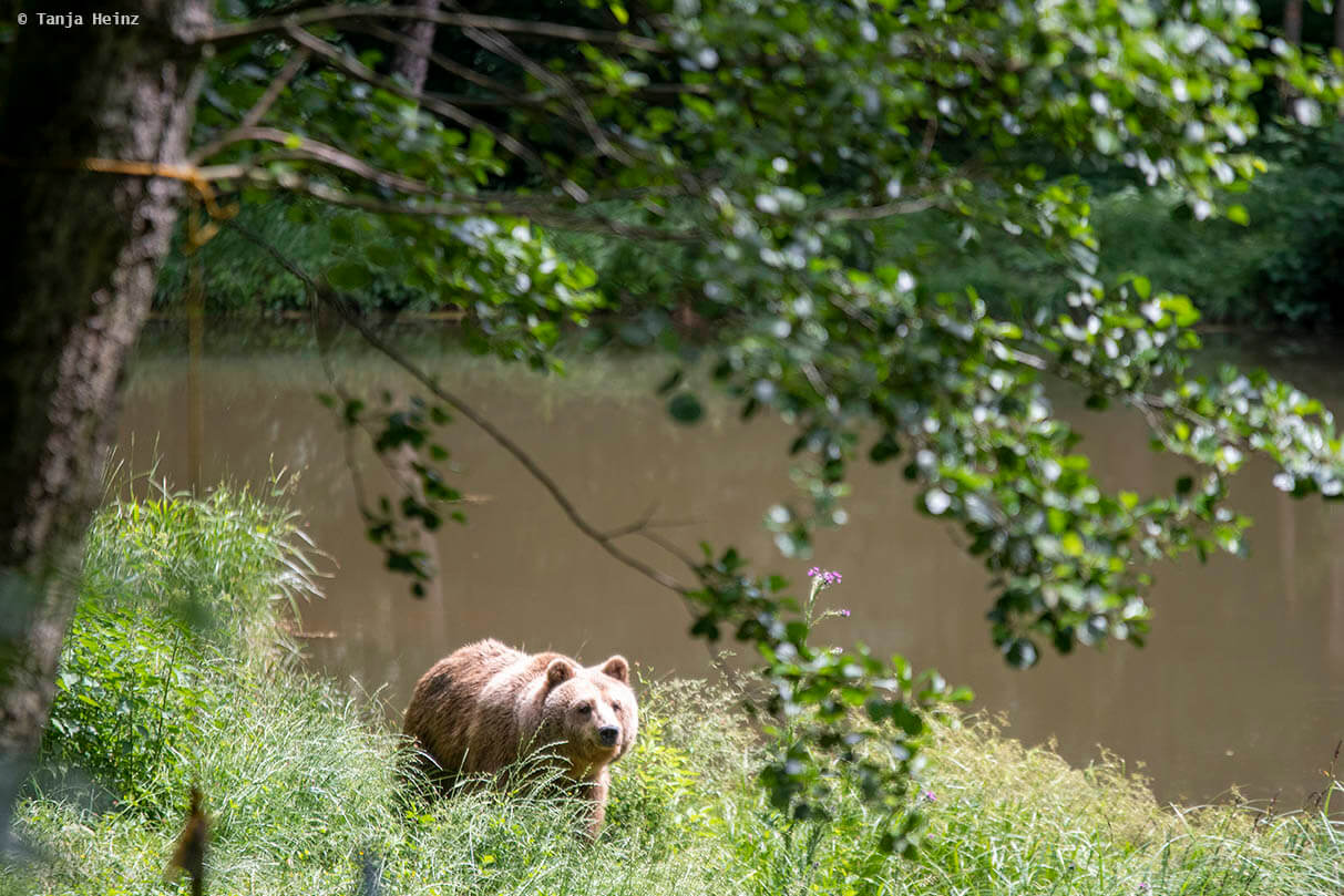 Braunbär im Bärenwald