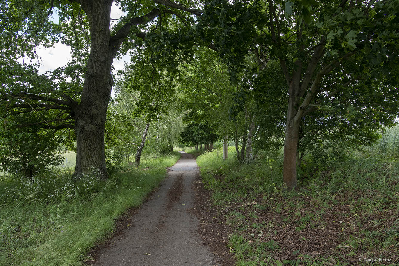 Radweg in der Müritz