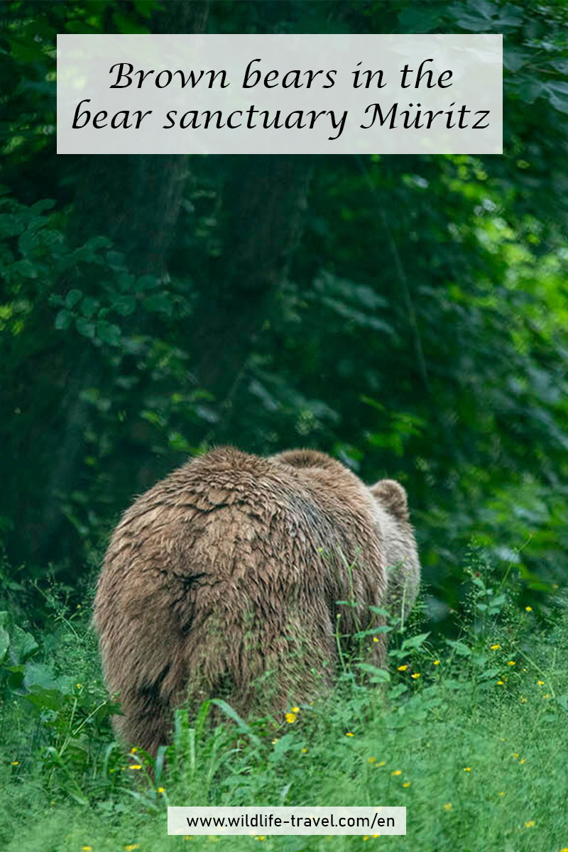 brown bear