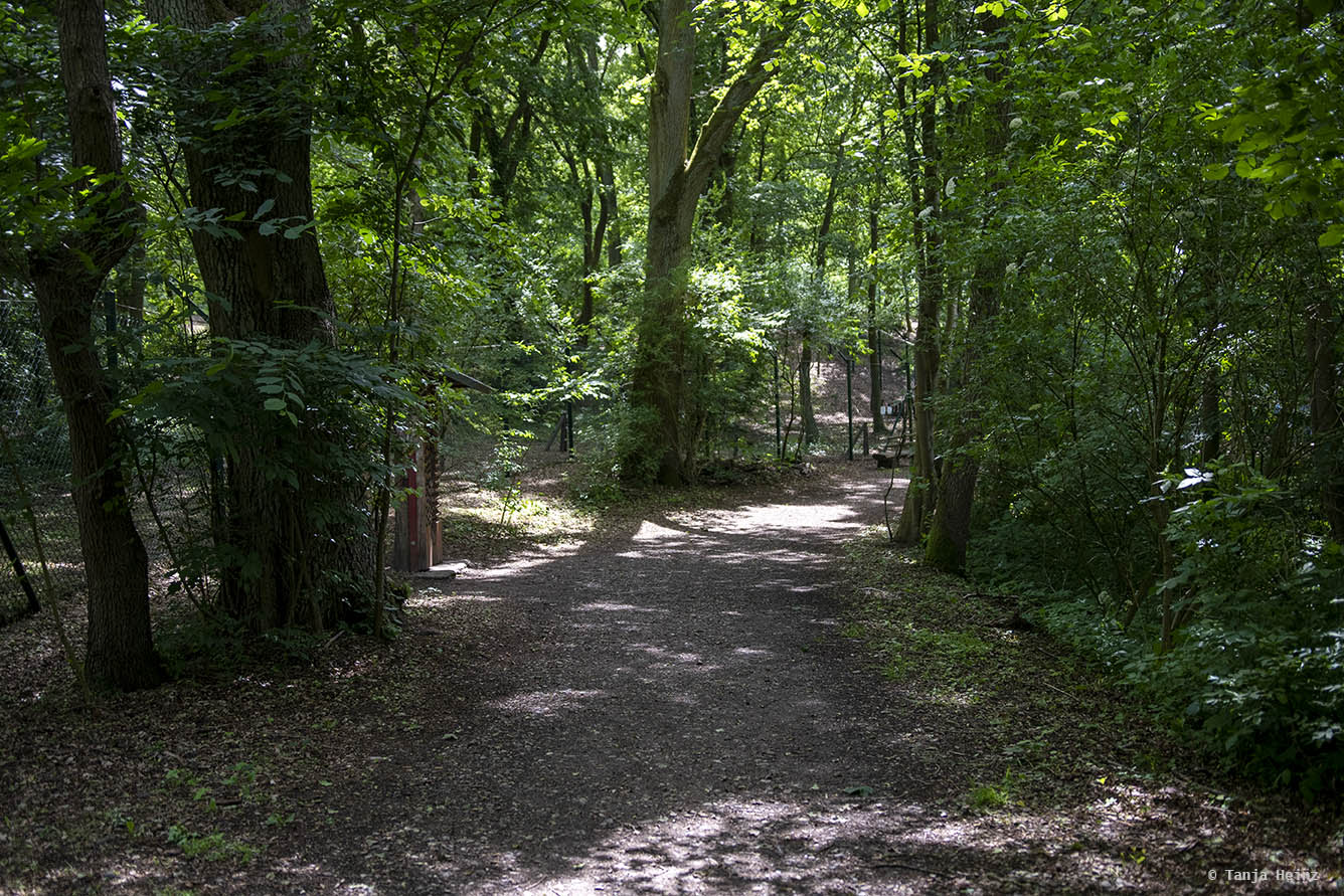 Wald in der Auffangstation