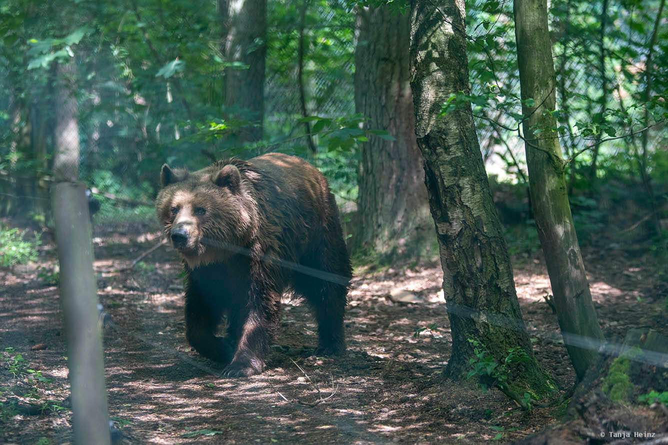 Bär in einem Gehege