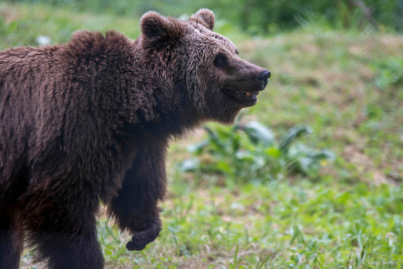 Bär im Bärenwald