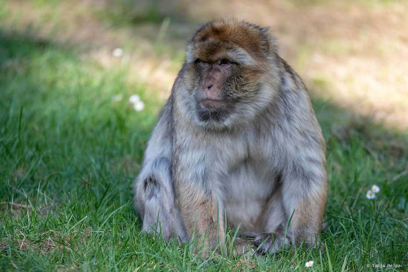 barbary macaque