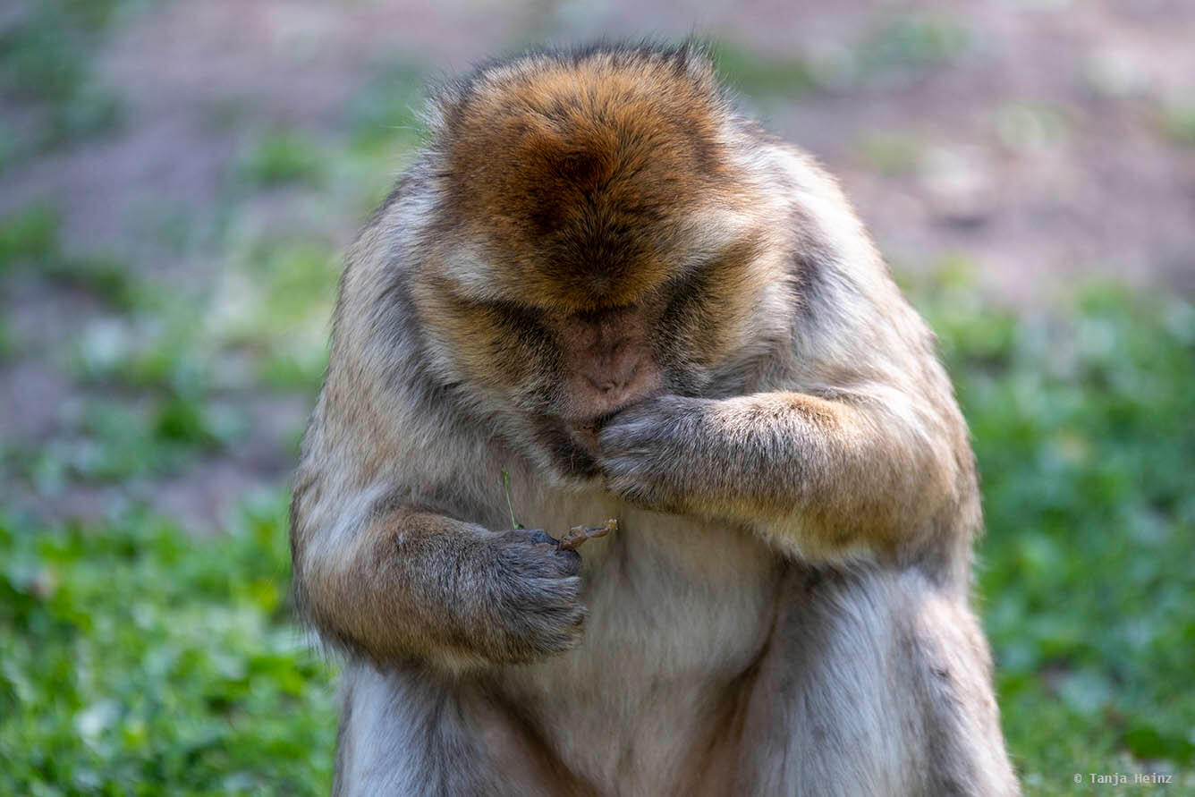 monkey feeding on buds