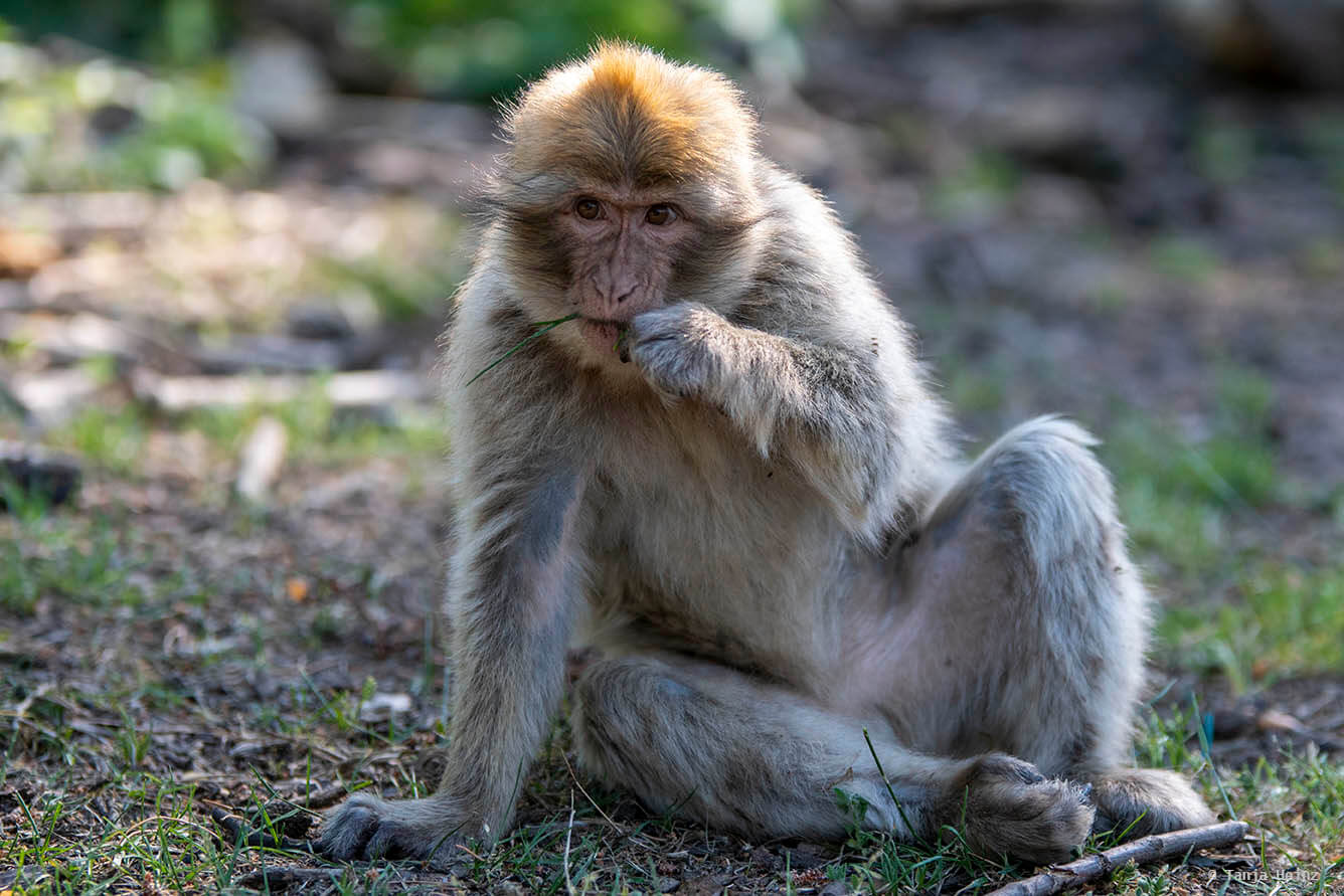 monkey feeding on grass