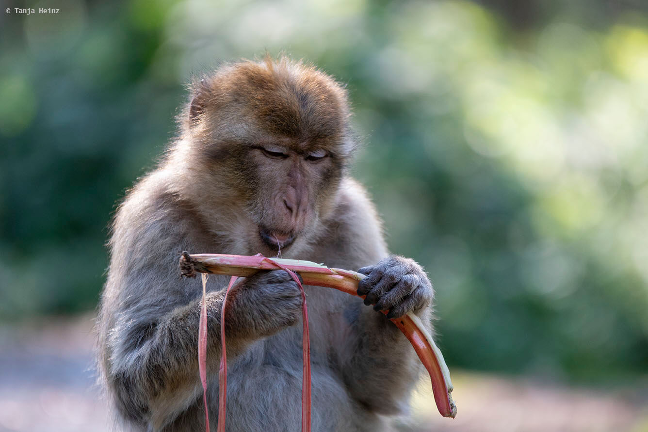 monkey feeding on fruits