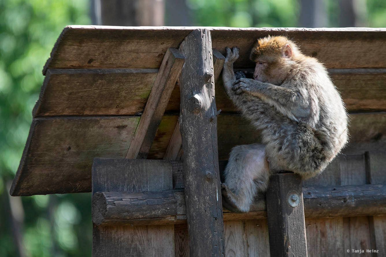 barbary macaque grooming