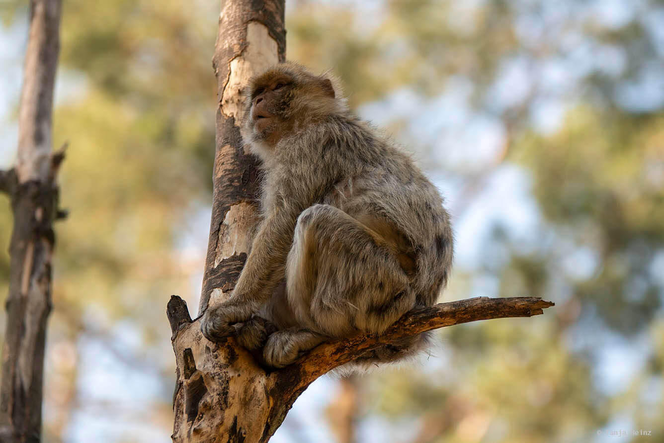 barbary macaque in the tree