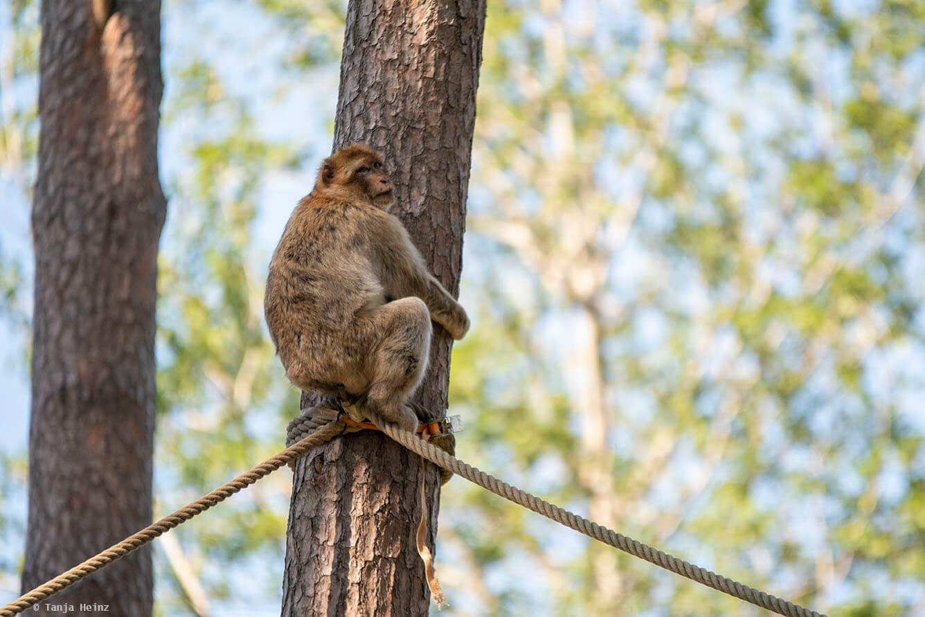 barbary macaque climbing