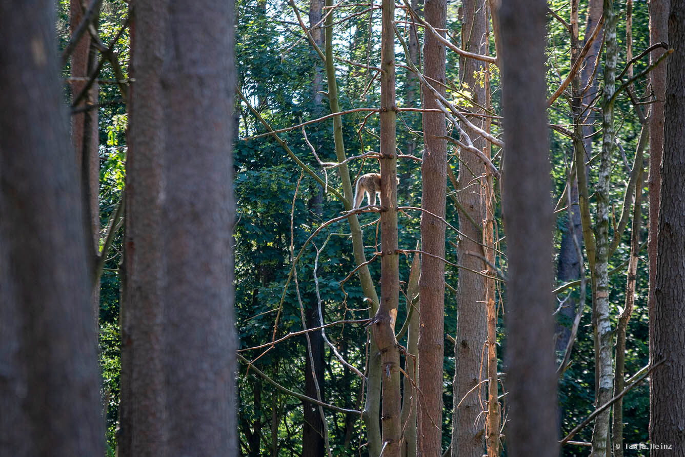 monkey forest