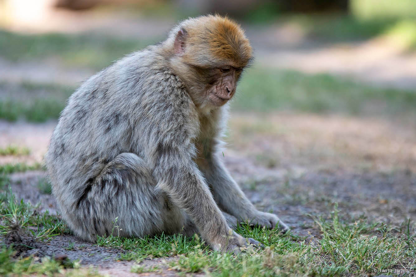 barbary macaque
