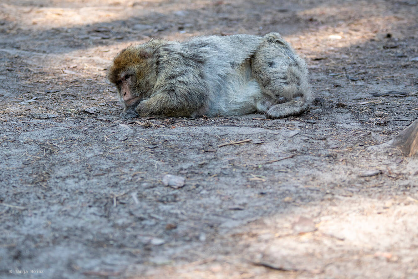 monkey on the ground