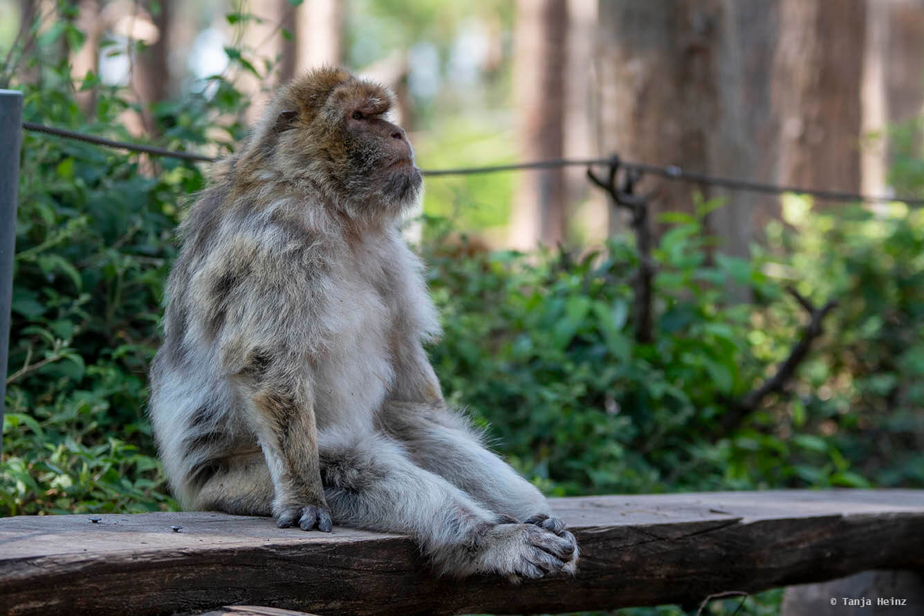 barbary macaque on a bench