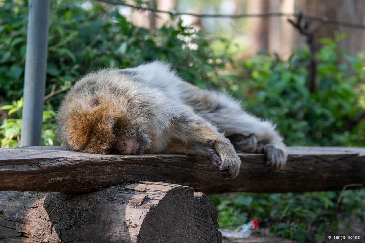 barbary macaque on a bench