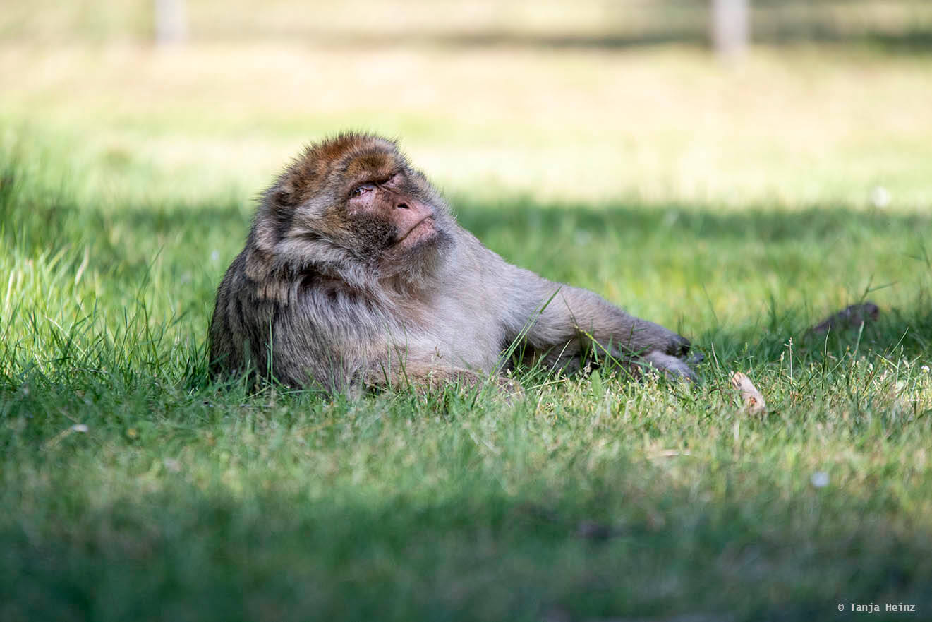 macaque in the monkey forest