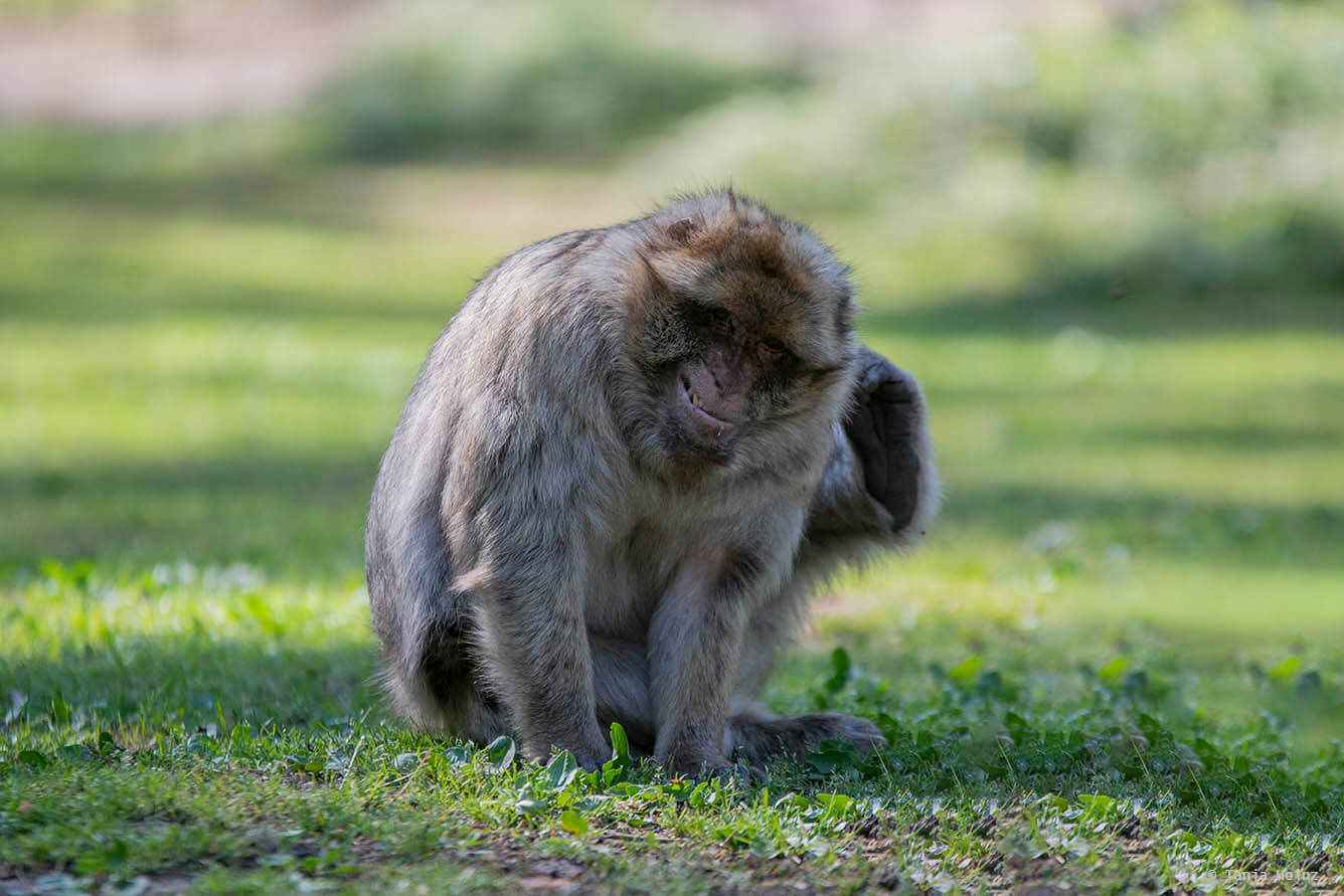 barbary macaque