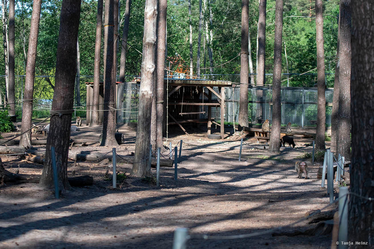 food area in the monkey forest