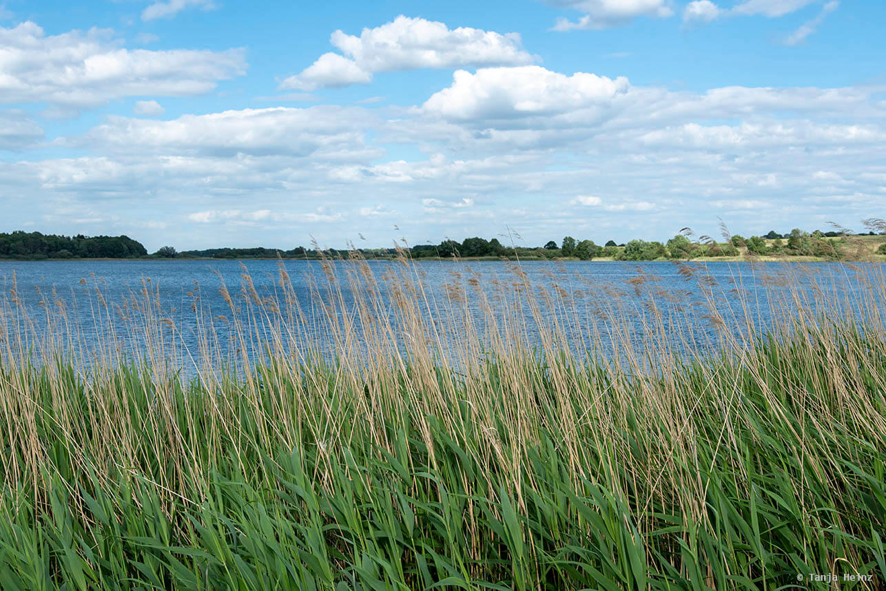 Nature in Malchow