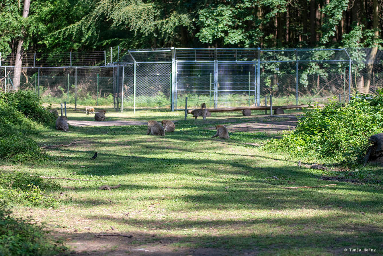 several monkeys feeding
