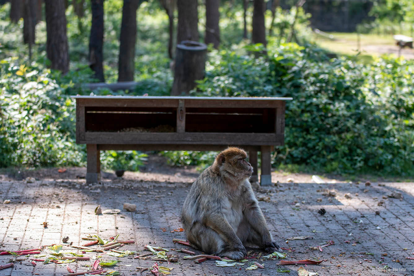 barbary macaque feeding