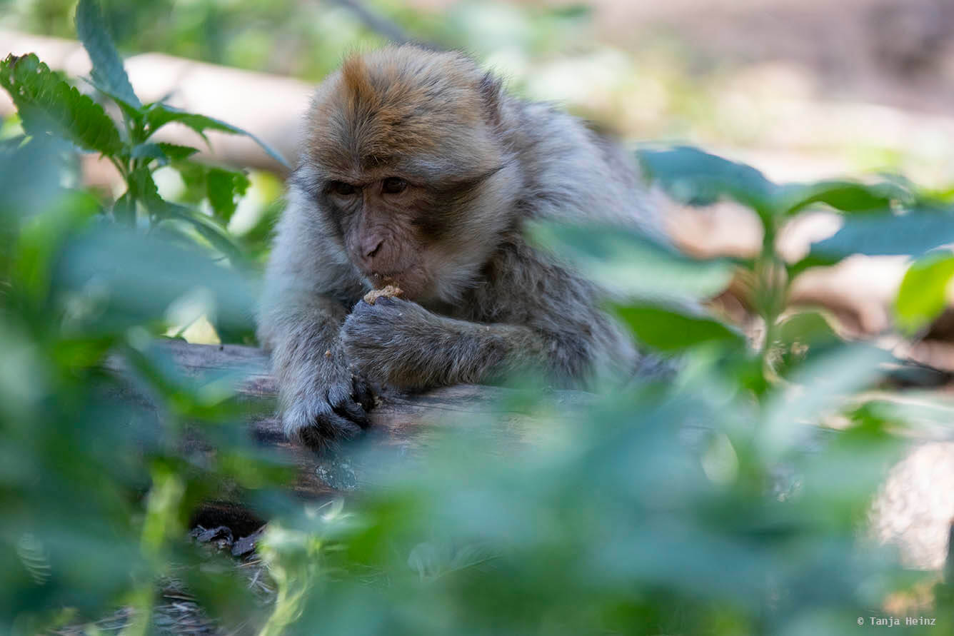 monkey searching for food