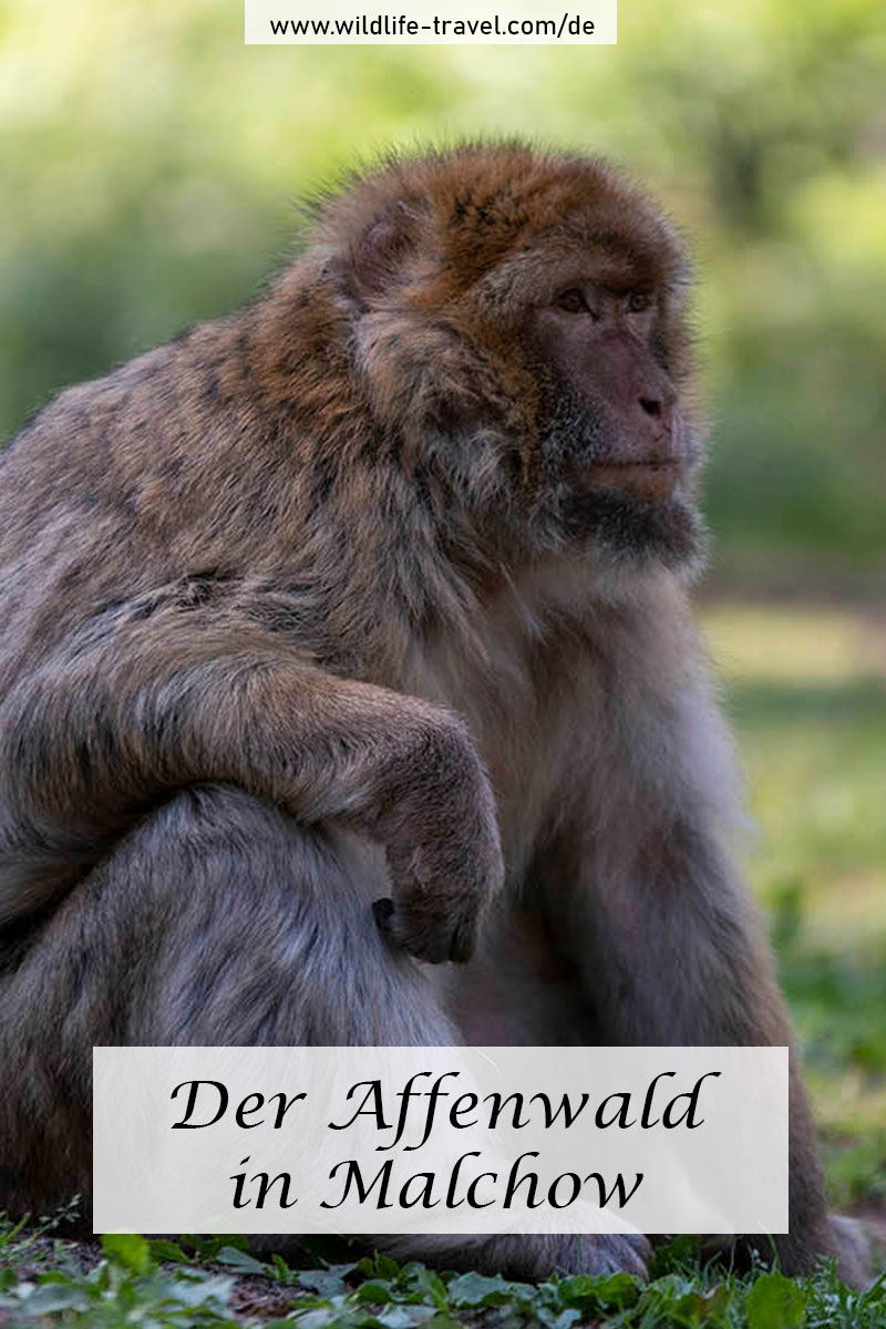 Affenwald